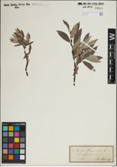 Foto von Salix lapponum L.